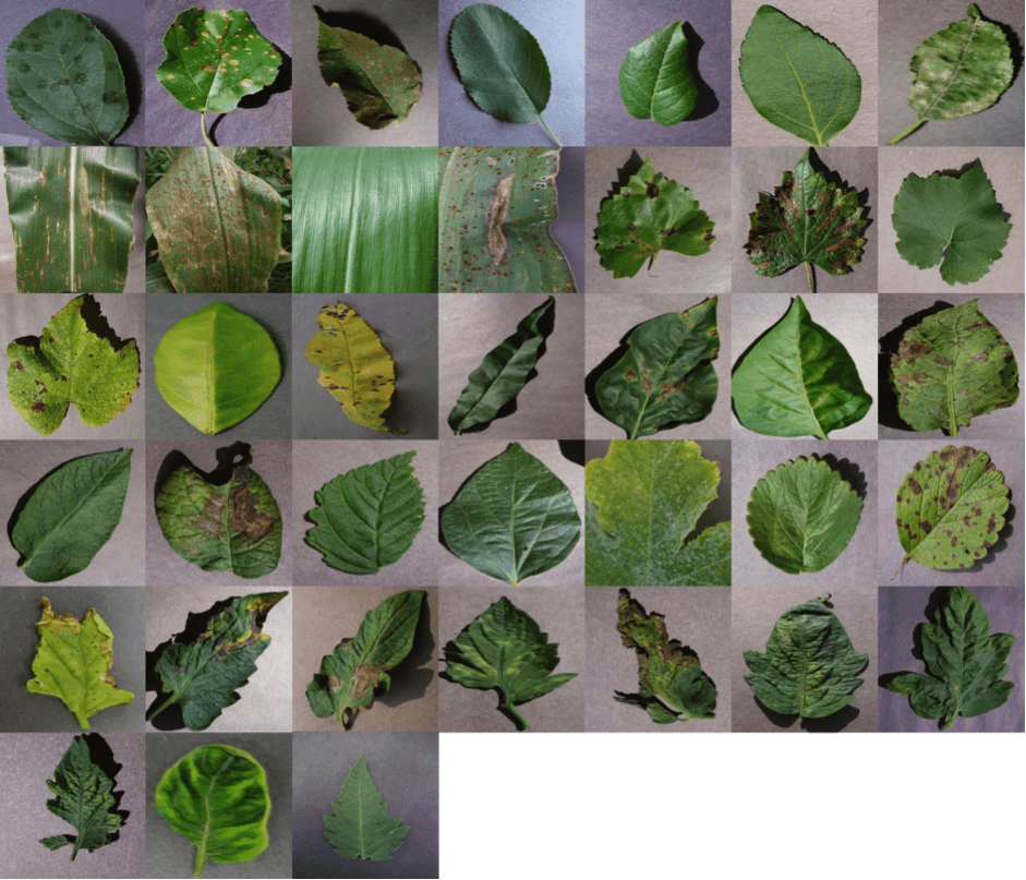 植物の健康状態を識別